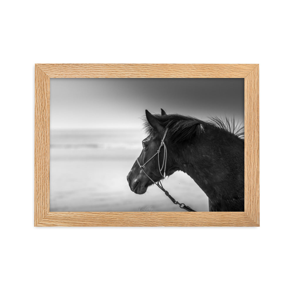 Photographie noir et blanc 'Cheval N&B' par Charles Coley, illustrant la grâce majestueuse d'un cheval en mouvement, avec une attention particulière aux détails exquis et à la pureté du moment capturé.