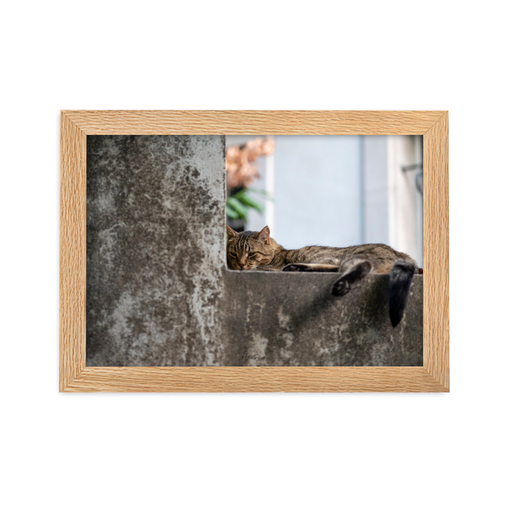 Chat paisiblement endormi sur une surface en béton, capturé dans le poster 'Sieste' par Yann Peccard.