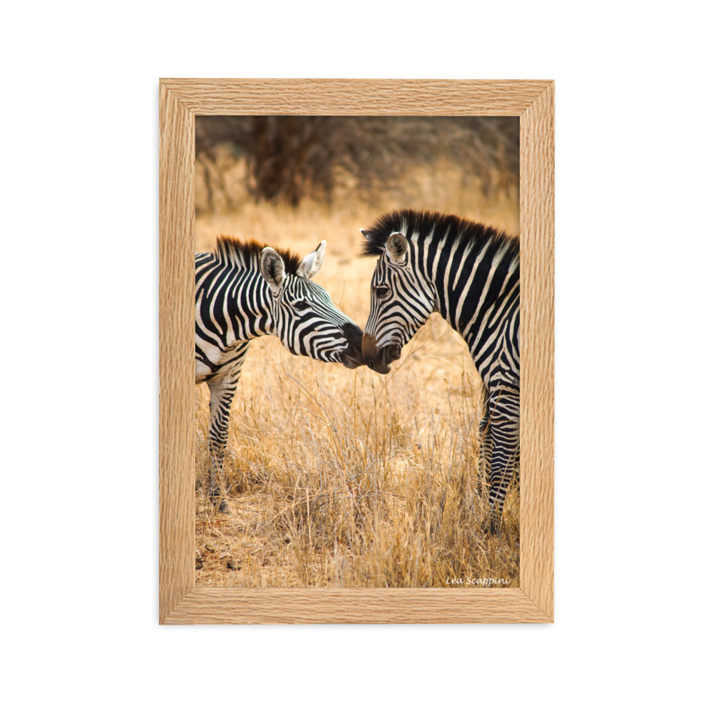 Poster "Zèbres" par Léa Scappini, montrant une scène touchante de zèbres en Tanzanie, idéal pour les amateurs de photographie animalière et de nature.