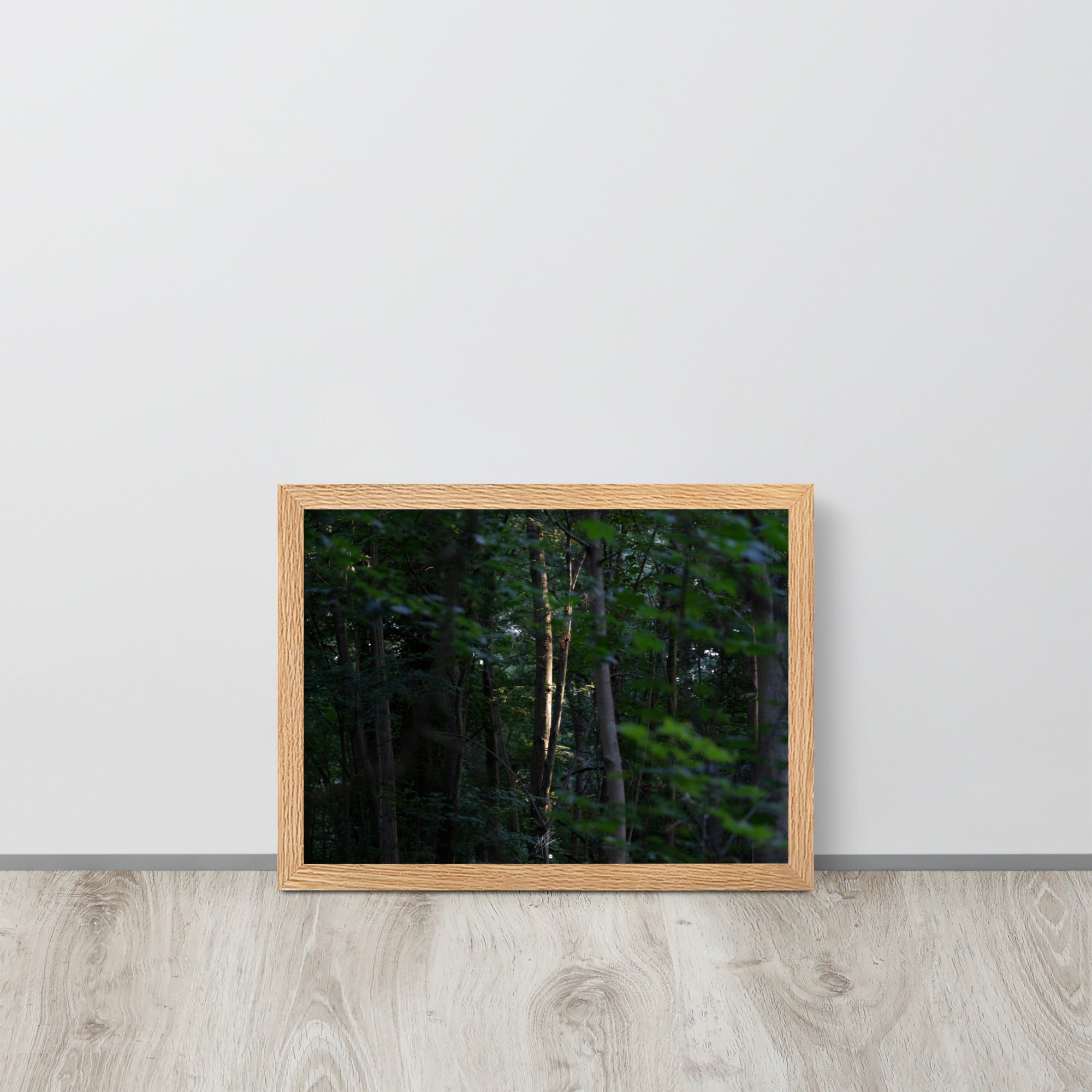 Photographie forestière mettant en évidence un arbre majestueux baigné de lumière, entouré d'une forêt ombragée, illustrant le contraste entre lumière et ombre.