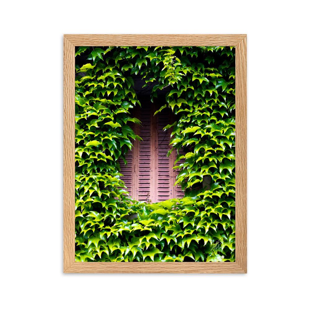 Photographie montrant une vieille fenêtre aux volets rouges, enveloppée par des plantes vertes grimpantes. Une représentation poétique de l'interaction entre nature et histoire.