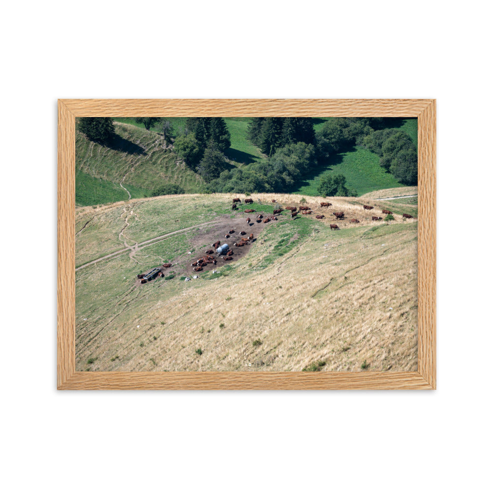 Photographie des vaches paissant paisiblement avec en toile de fond les montagnes majestueuses de la Tournette près d'Annecy. La nature dans sa splendeur.