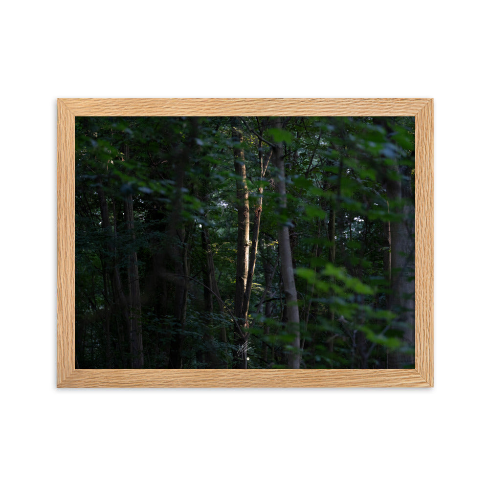 Photographie forestière mettant en évidence un arbre majestueux baigné de lumière, entouré d'une forêt ombragée, illustrant le contraste entre lumière et ombre.