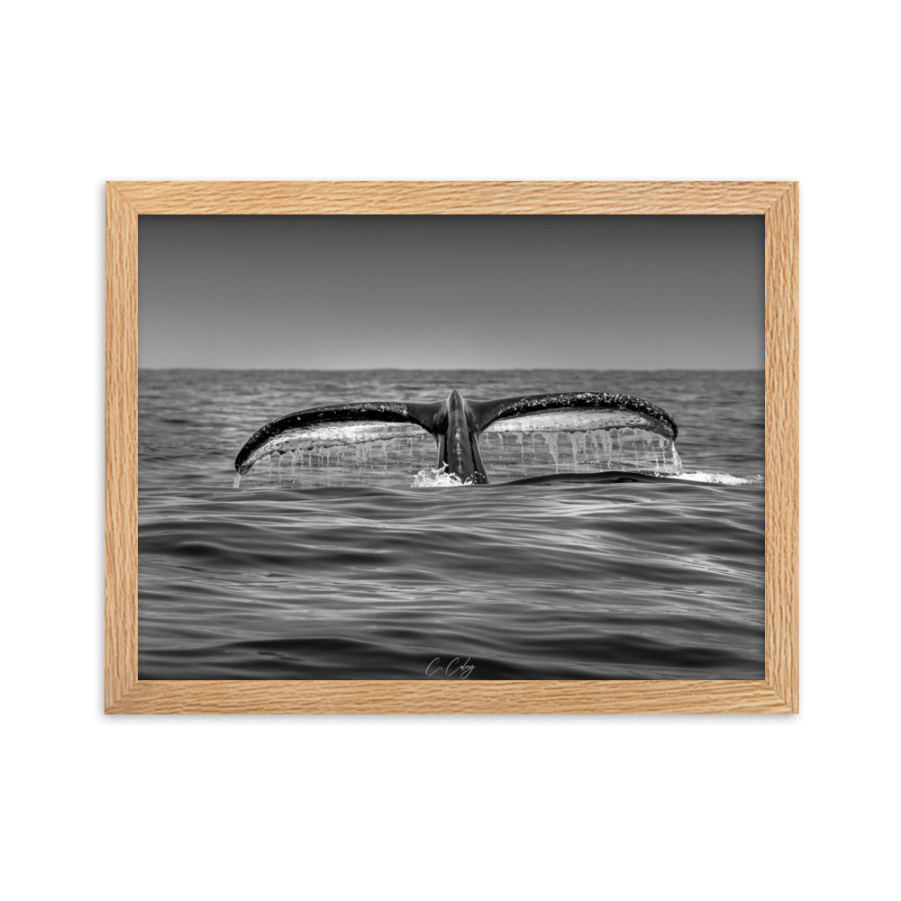 Photographie noir et blanc 'Baleine à Bosse N02' par Charles Coley, mettant en lumière la puissante et sereine nageoire caudale d'une baleine à bosse émergeant des eaux profondes et mystérieuses de l'océan.
