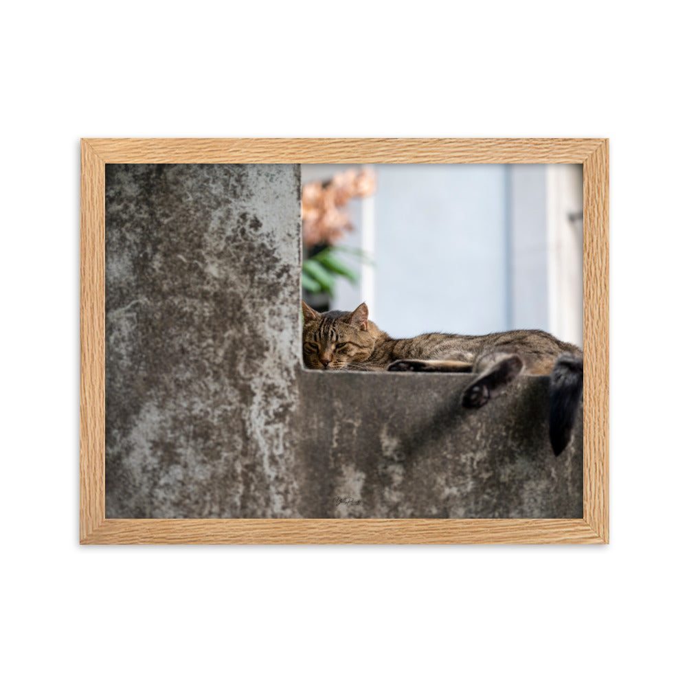 Chat paisiblement endormi sur une surface en béton, capturé dans le poster 'Sieste' par Yann Peccard.