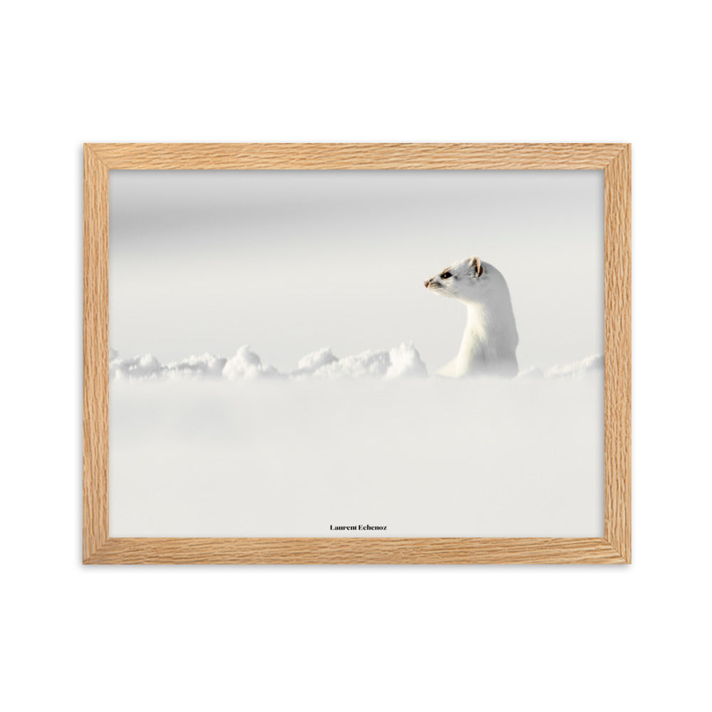 Photographie 'Seul un regard' de Laurent Echenoz, illustrant une hermine dans un paysage enneigé, encadrée en aulne ou chêne pour une élégance naturelle.