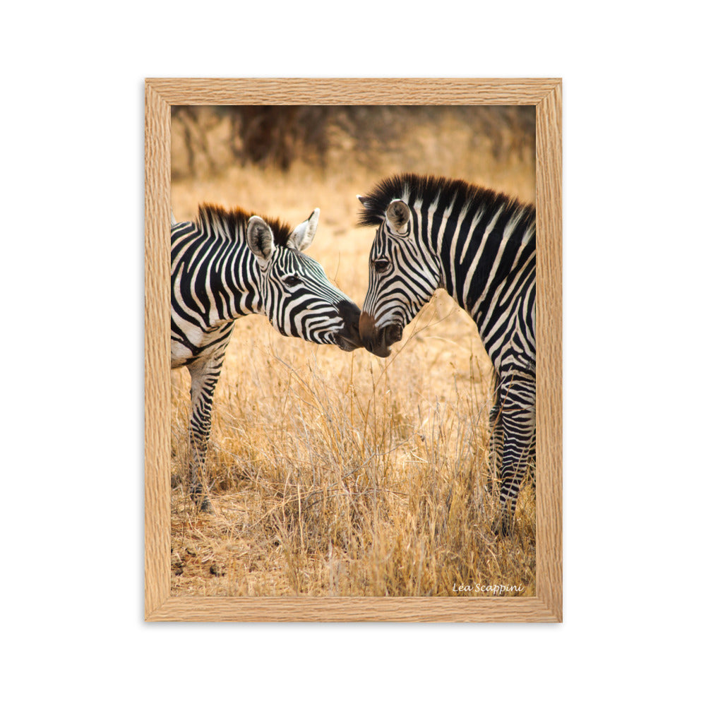 Poster "Zèbres" par Léa Scappini, montrant une scène touchante de zèbres en Tanzanie, idéal pour les amateurs de photographie animalière et de nature.