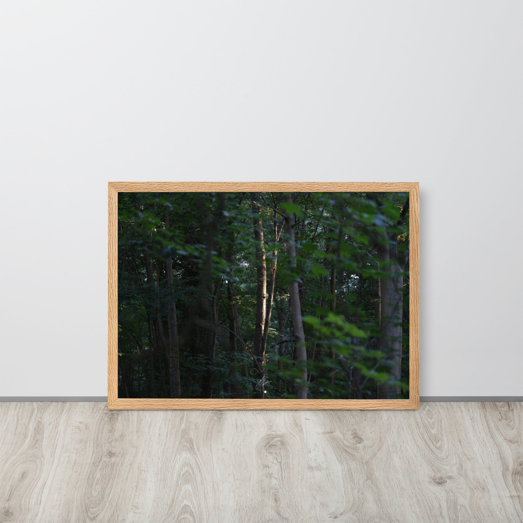 Photographie forestière mettant en évidence un arbre majestueux baigné de lumière, entouré d'une forêt ombragée, illustrant le contraste entre lumière et ombre.