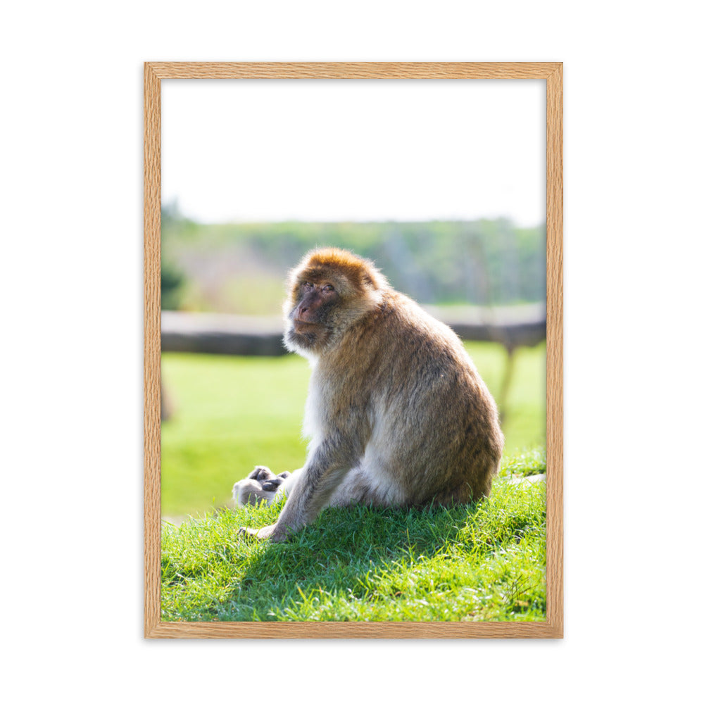 Un macaque de barbarie se prélassant au soleil, avec un regard calme, entouré de tons verts apaisants et de touches dorées du soleil.