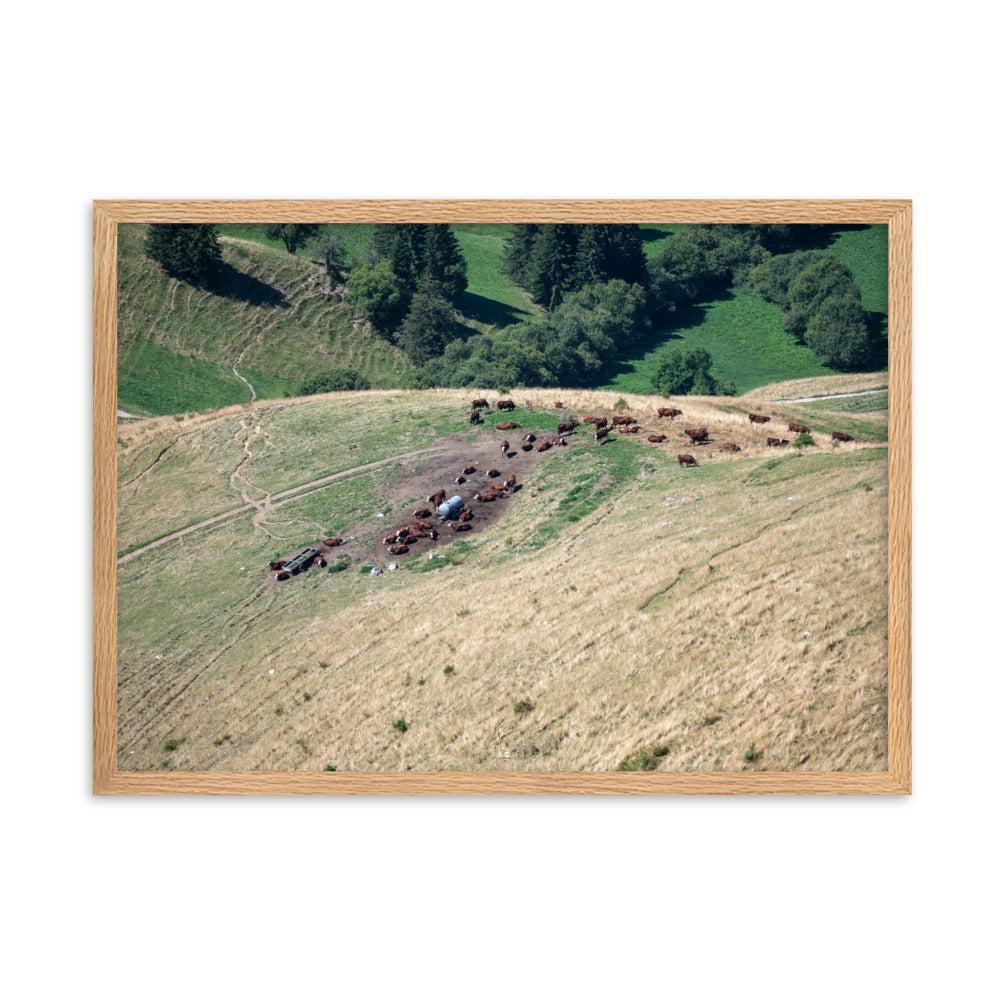 Photographie des vaches paissant paisiblement avec en toile de fond les montagnes majestueuses de la Tournette près d'Annecy. La nature dans sa splendeur.
