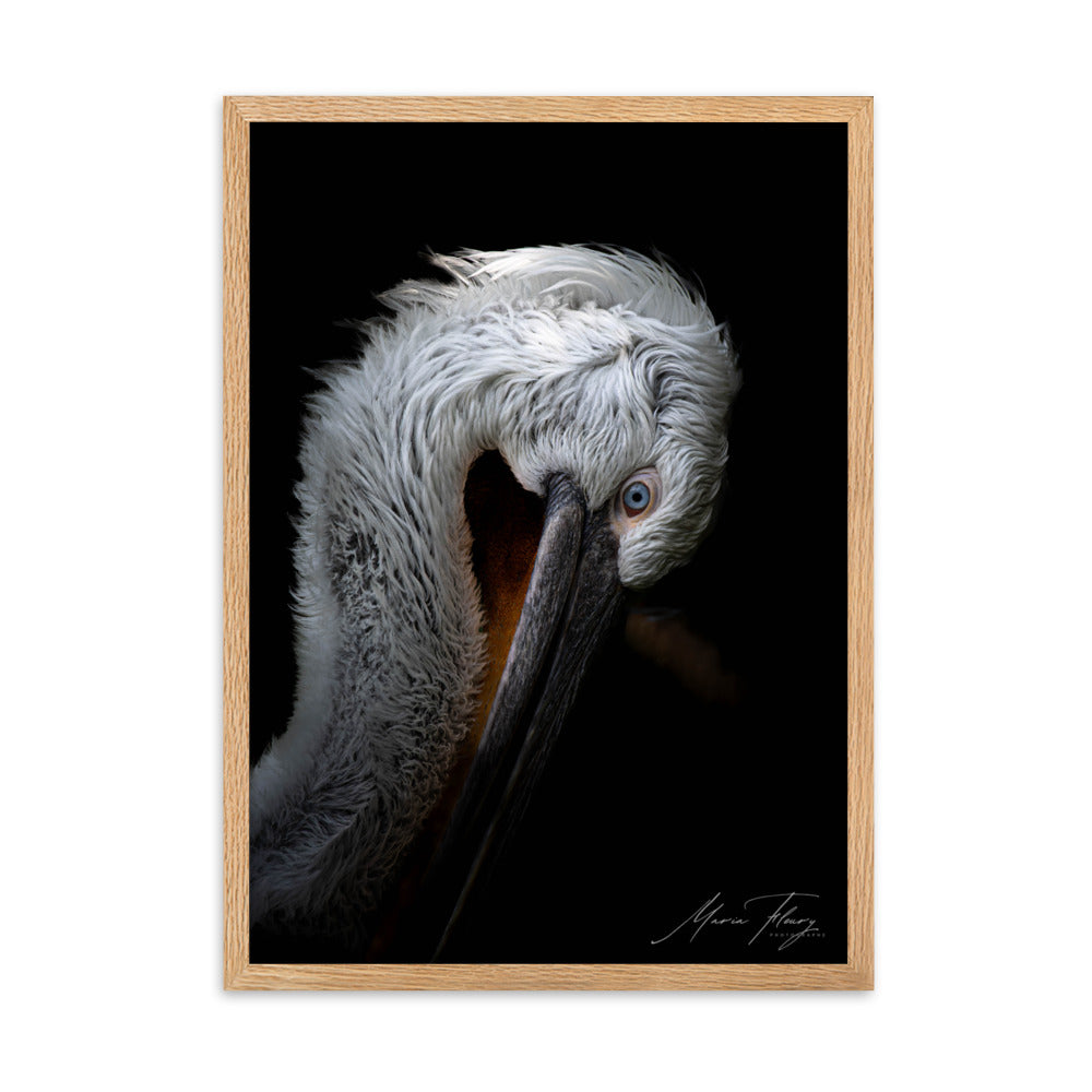 Photographie de haute qualité du Pélican frisé sur fond noir, illuminant son pelage blanc et son œil bleu vif, signée par la renommée Maria Fleury.