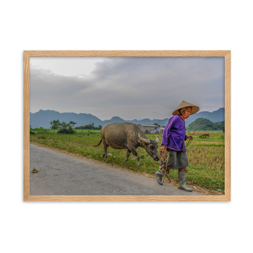 Poster 'Vietnam's Farmer' montrant une scène apaisante d'une fermière vietnamienne et son buffle, capturée par Victor Marre, transportant la sérénité et la simplicité de la vie rurale vietnamienne dans votre espace.