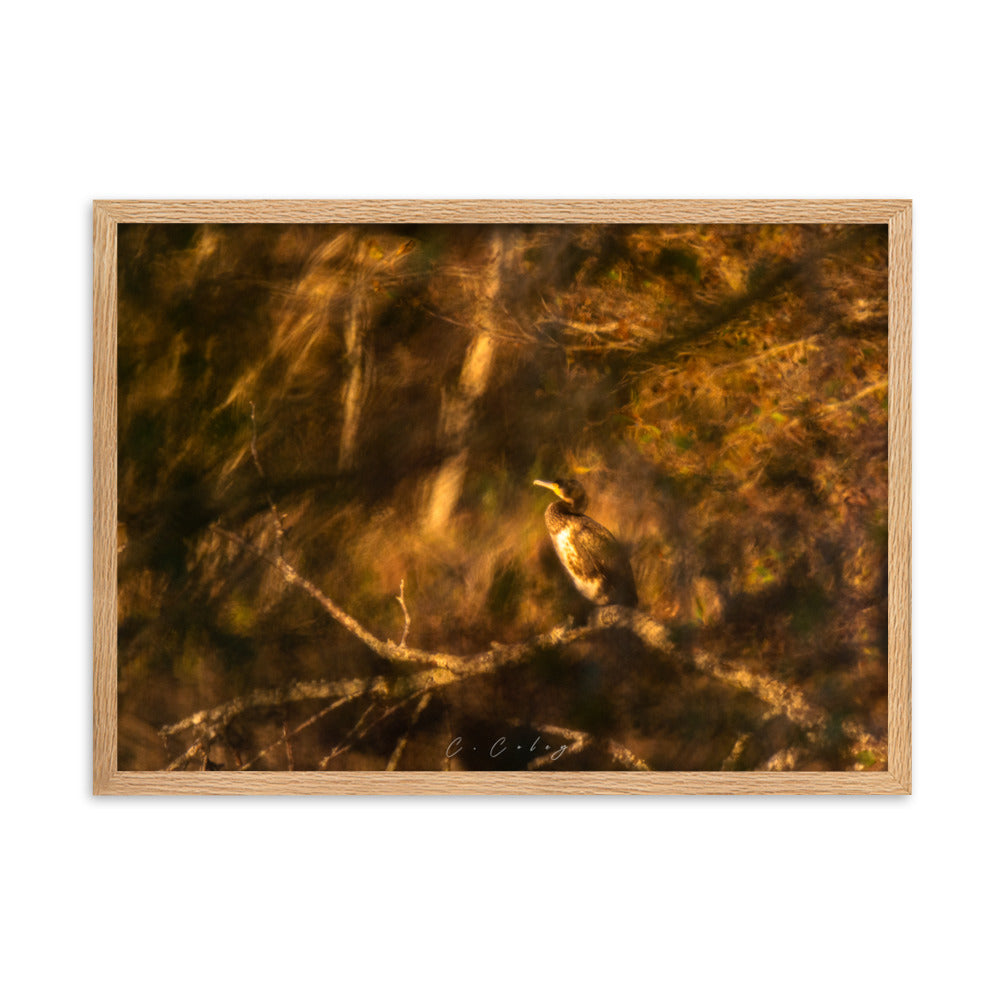 Cormoran élégamment perché sur une branche, évoquant un tableau de maître, encadré en chêne massif, une fusion unique entre photographie et peinture signée Charles Coley.