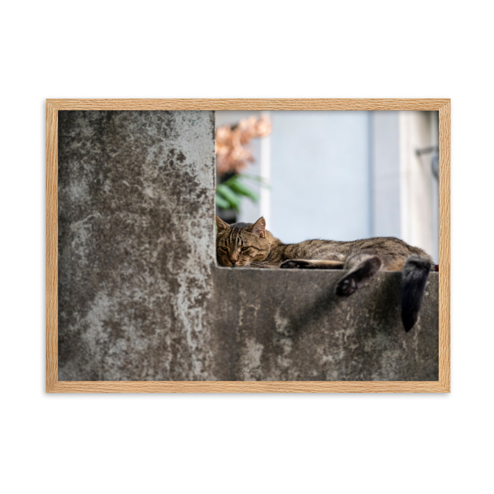 Chat paisiblement endormi sur une surface en béton, capturé dans le poster 'Sieste' par Yann Peccard.