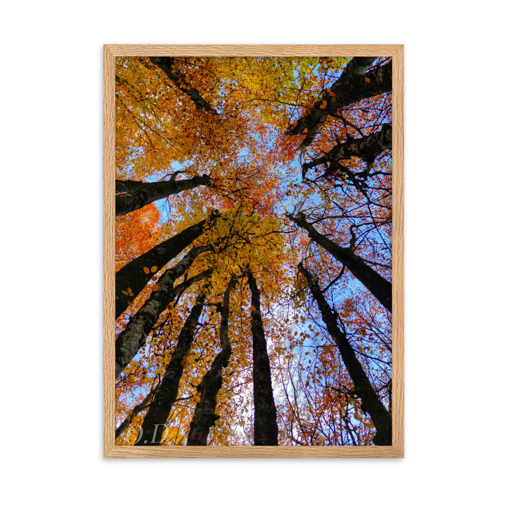 Photographie 'Automne' de La plantoune, illustrant la canopée forestière en automne avec des couleurs vibrantes, encadrée pour une élégance naturelle.