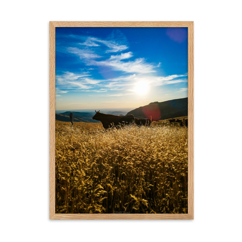 Photographie de herbes dorées dans la lumière du soleil couchant avec des montagnes en arrière-plan, capturée par Math Shoot FR, évoquant la sérénité et la grandeur de la nature.
