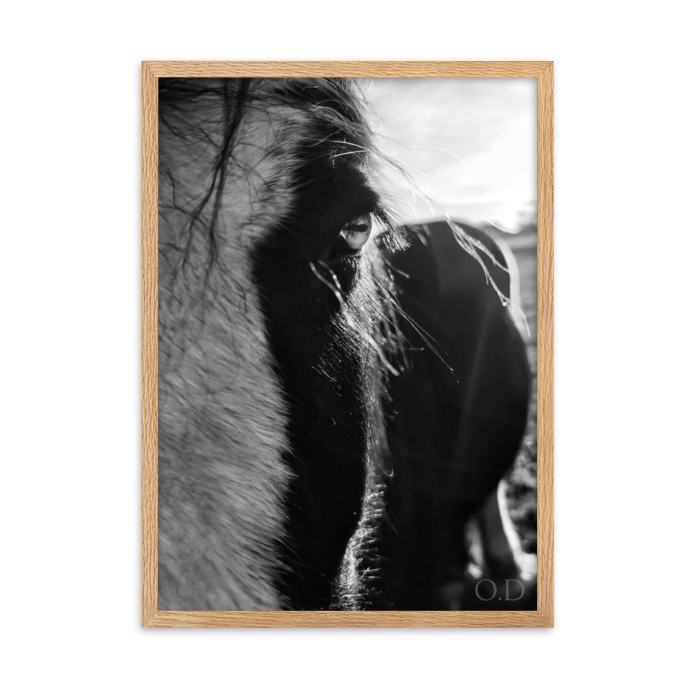 Portrait cheval en noir et blanc