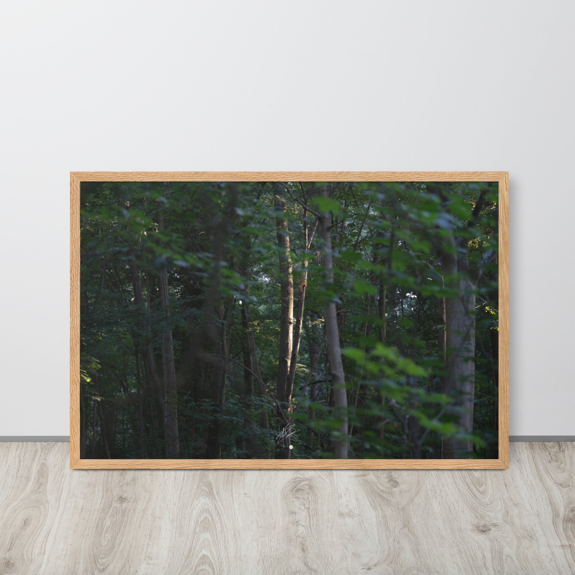 Photographie forestière mettant en évidence un arbre majestueux baigné de lumière, entouré d'une forêt ombragée, illustrant le contraste entre lumière et ombre.