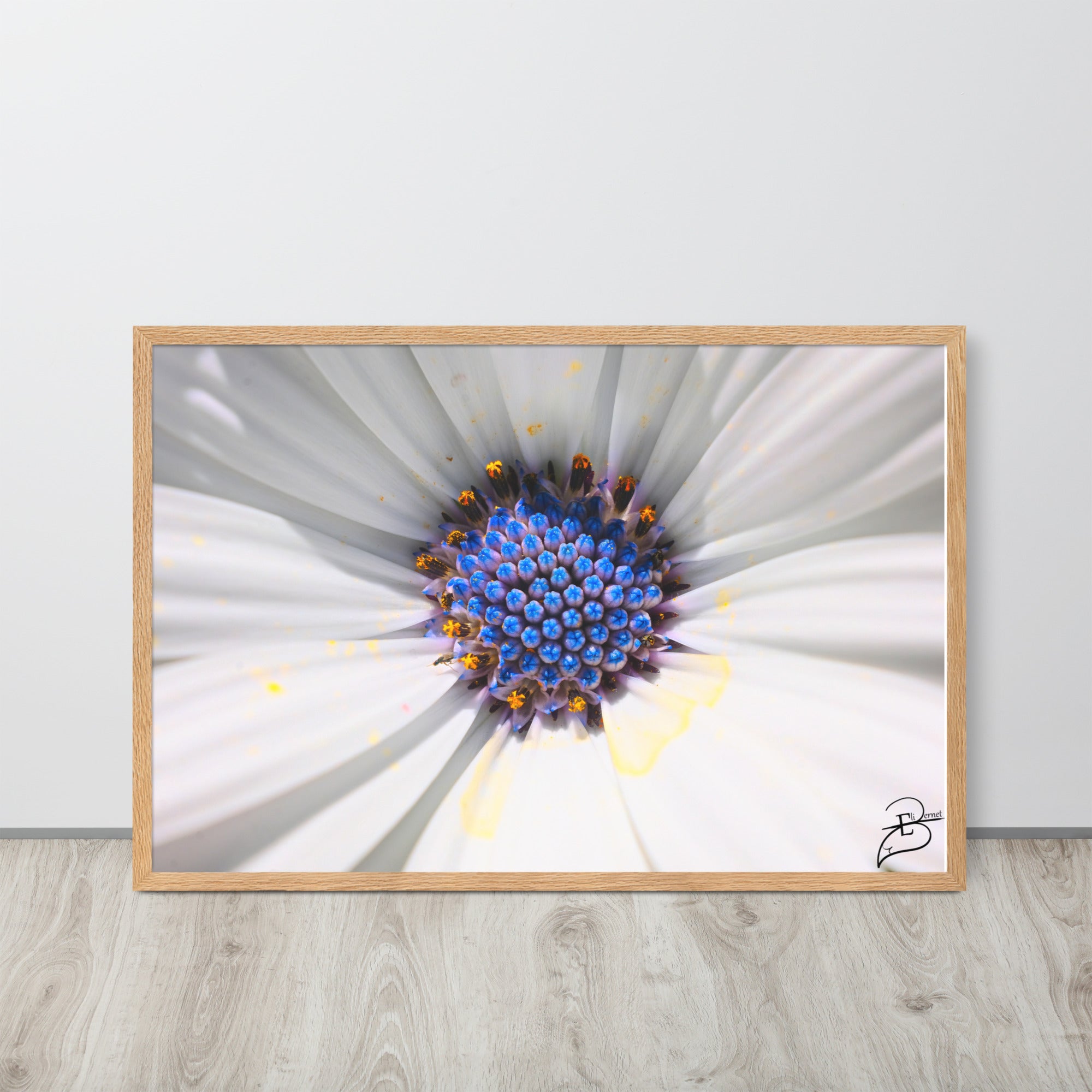 Poster macrophotographique 'Les Jupons de Marguerite' par Eli Bernet, révélant une immersion détaillée au cœur d'une marguerite, comme une abeille sur le point de butiner, encadrée élégamment pour un impact visuel naturel dans votre espace.