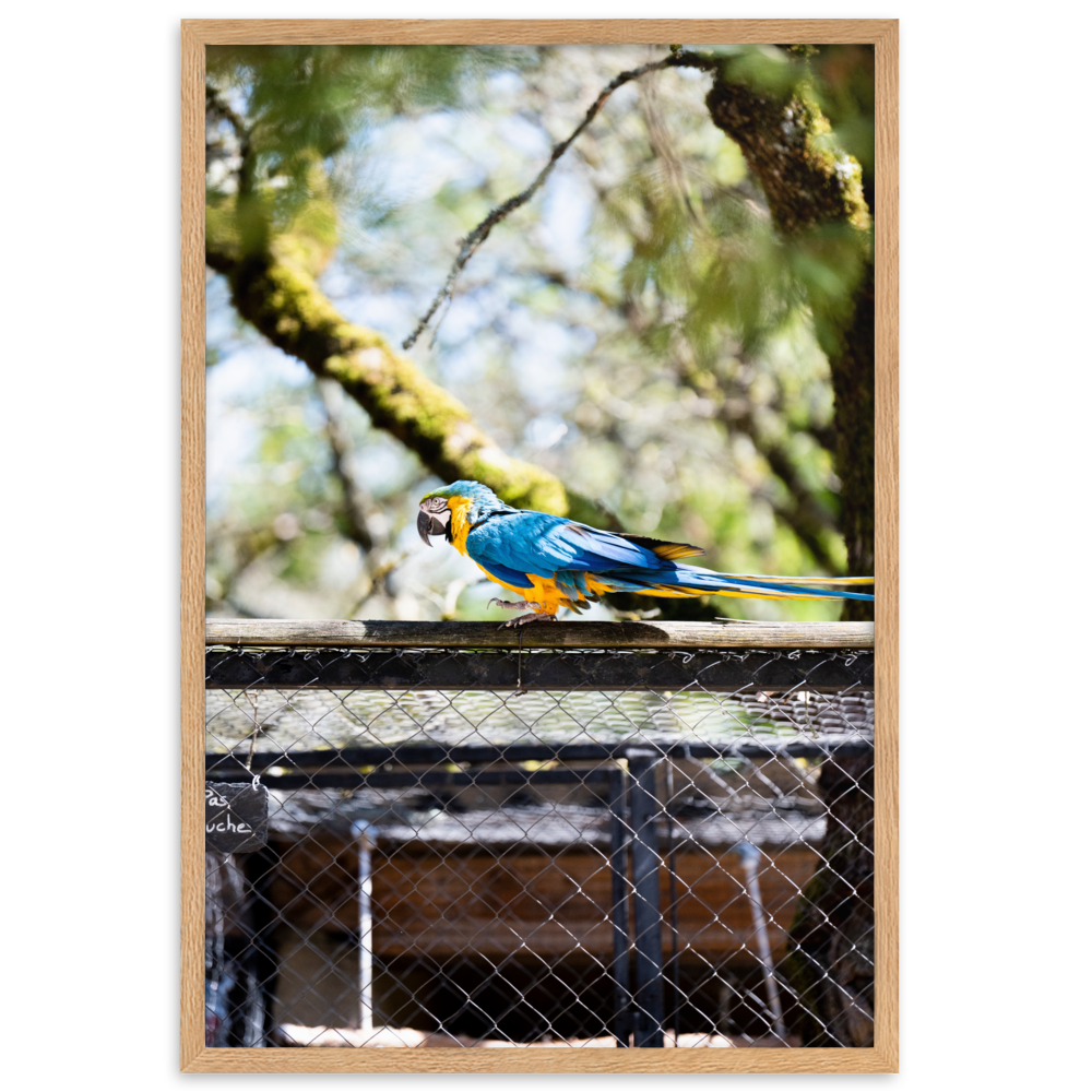 Poster mural - Ara Bleu – Photographie d'oiseau – Poster photographie, photographie murale et des posters muraux unique au monde. La boutique de posters créée par Yann Peccard un Photographe français.
