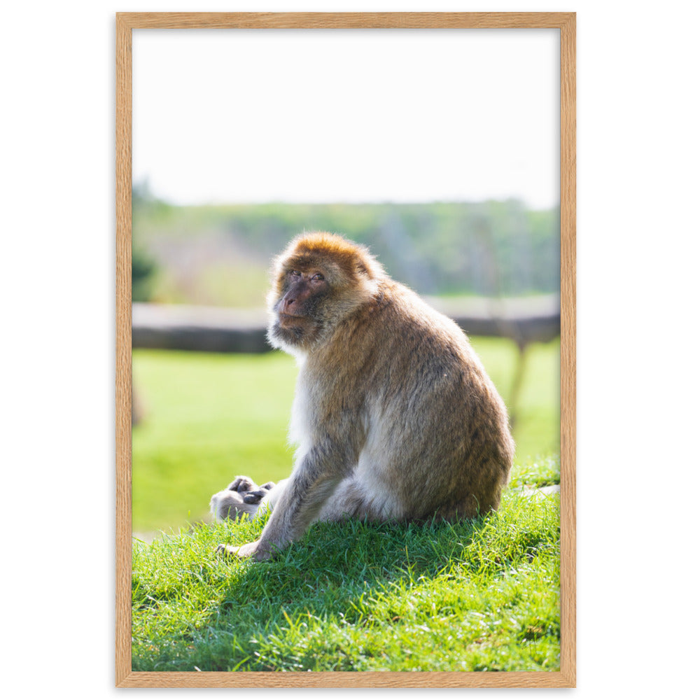 Dans le regard d'un macaque - Poster encadré - La boutique du poster Français