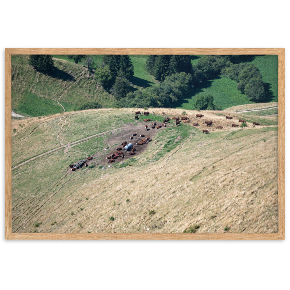 Photographie des vaches paissant paisiblement avec en toile de fond les montagnes majestueuses de la Tournette près d'Annecy. La nature dans sa splendeur.