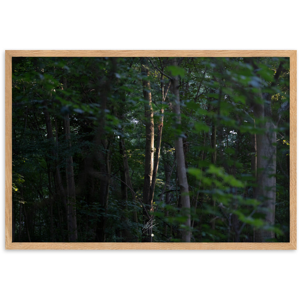 Photographie forestière mettant en évidence un arbre majestueux baigné de lumière, entouré d'une forêt ombragée, illustrant le contraste entre lumière et ombre.