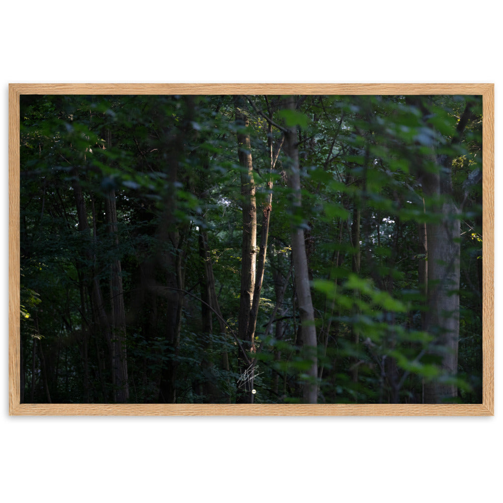 Photographie en forêt