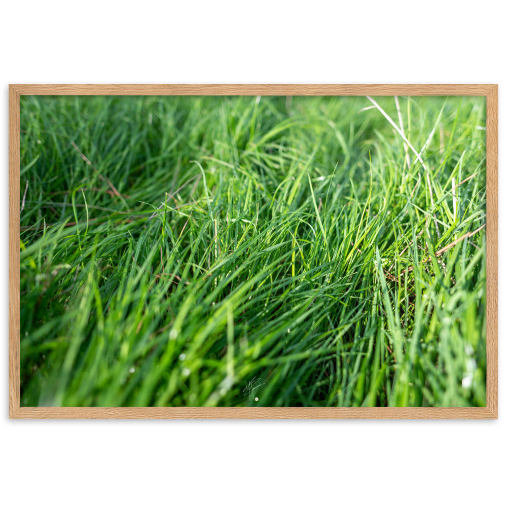 Poster herbe verte