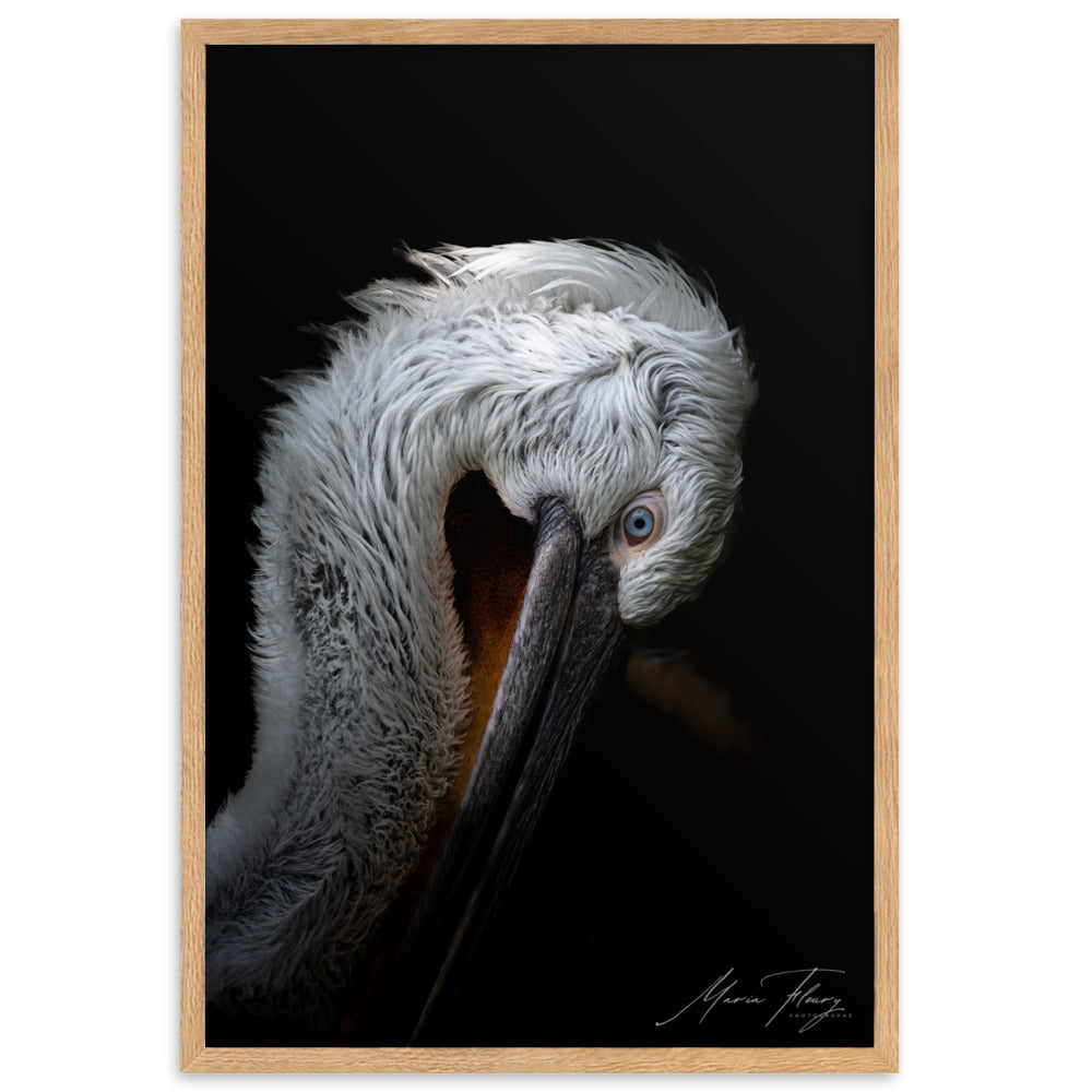 Photographie de haute qualité du Pélican frisé sur fond noir, illuminant son pelage blanc et son œil bleu vif, signée par la renommée Maria Fleury.