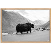 Photographie d'un yack majestueux se déplaçant seul sur les routes escarpées de l'Himalaya, capturée par Ilan Shoham.