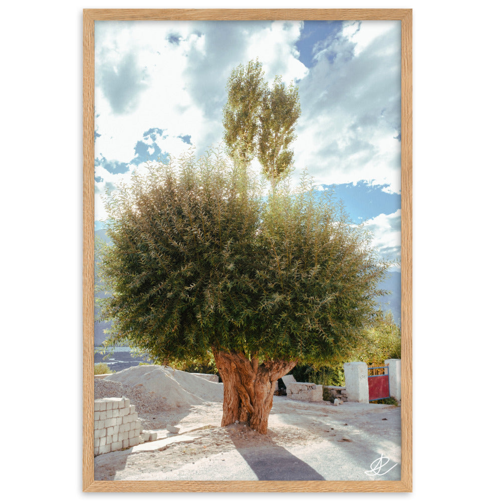 Photographie 'Arbre du Monastère' par Ilan Shoham, illustrant un arbre en pleine lumière juxtaposé à un monastère en ombre dans la Vallée de Noubra, symbolisant la rencontre entre la nature et l'évolution humaine.