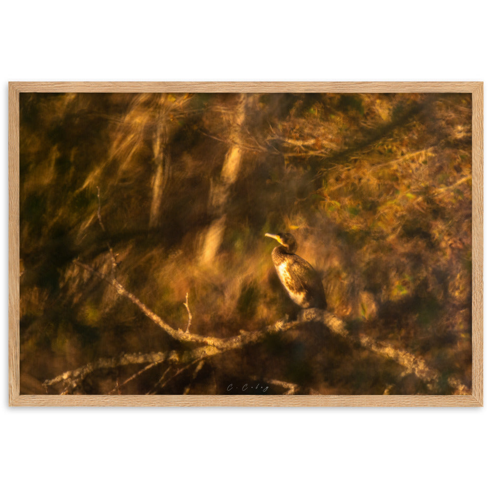 Cormoran élégamment perché sur une branche, évoquant un tableau de maître, encadré en chêne massif, une fusion unique entre photographie et peinture signée Charles Coley.