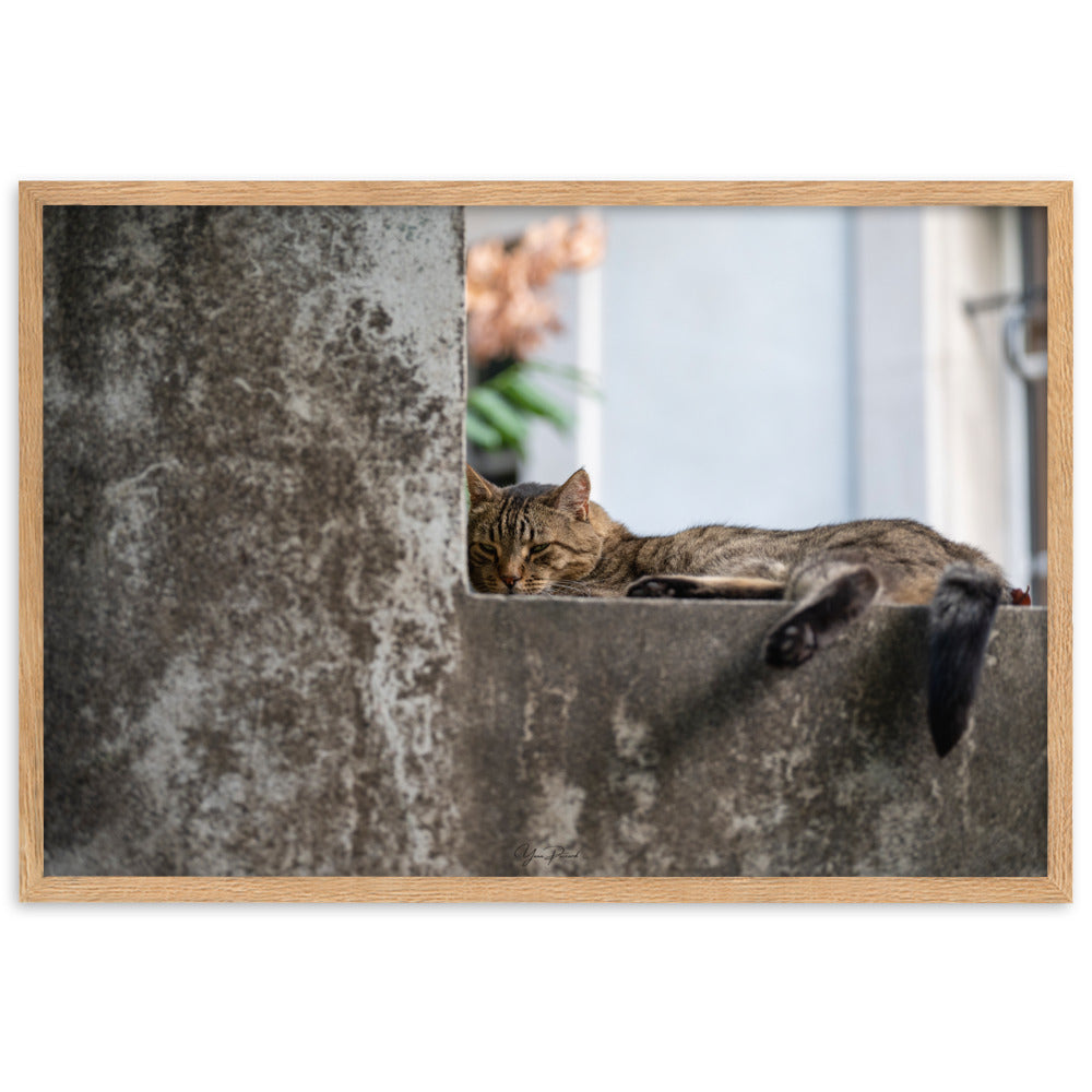 Chat paisiblement endormi sur une surface en béton, capturé dans le poster 'Sieste' par Yann Peccard.