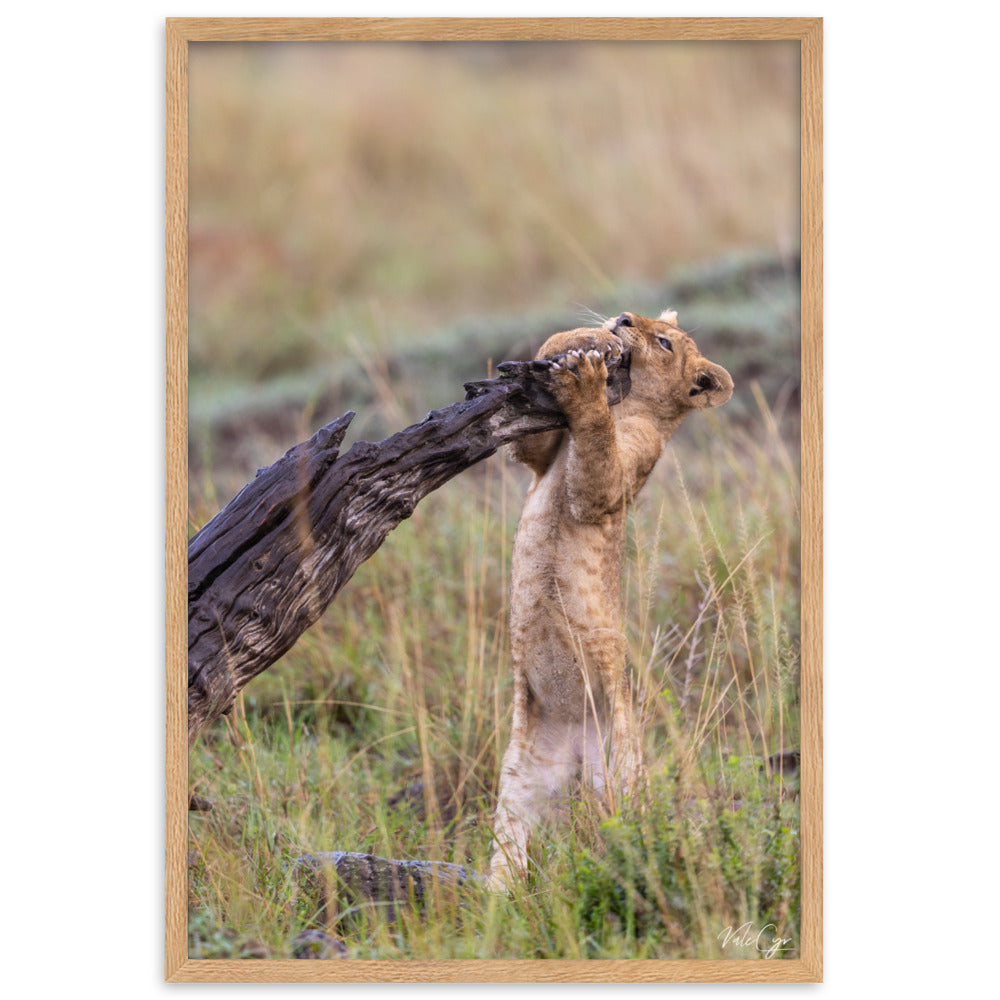 Photographie d'un jeune lionceau s'ébrouant à côté d'un tronc d'arbre mort sous le soleil couchant, capturée par Valerie et Cyril BUFFEL, illustrant la vie sauvage africaine.
