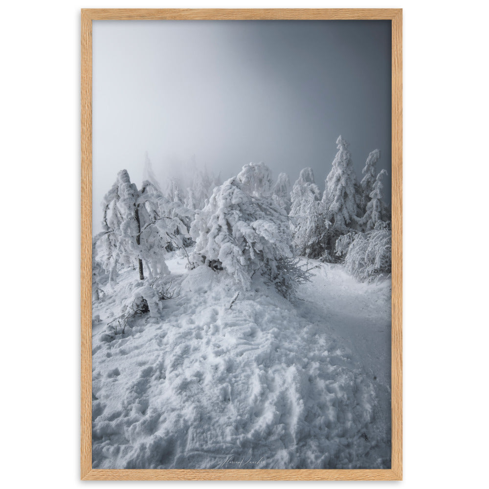 Photographie d'un paysage hivernal avec des arbres enneigés et une brume légère, capturée par Florian Vaucher, illustrant un univers monochrome et tranquille.