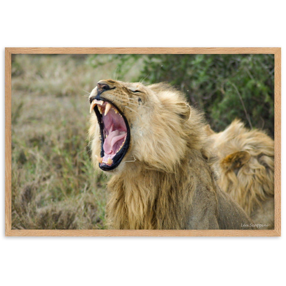 Image d'un lion impressionnant dans un moment naturel et imposant, une œuvre de Léa Scappini, parfaite pour représenter la majesté et la splendeur de la faune africaine.