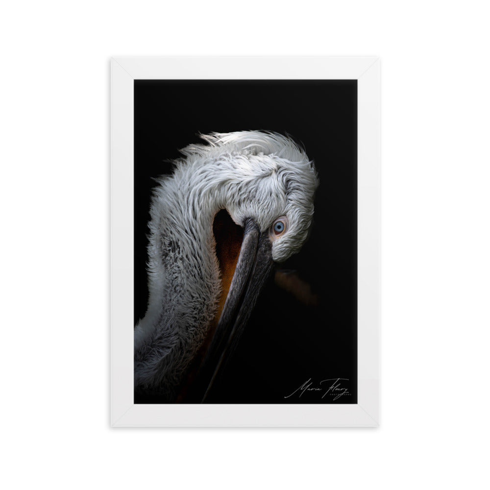 Photographie de haute qualité du Pélican frisé sur fond noir, illuminant son pelage blanc et son œil bleu vif, signée par la renommée Maria Fleury.