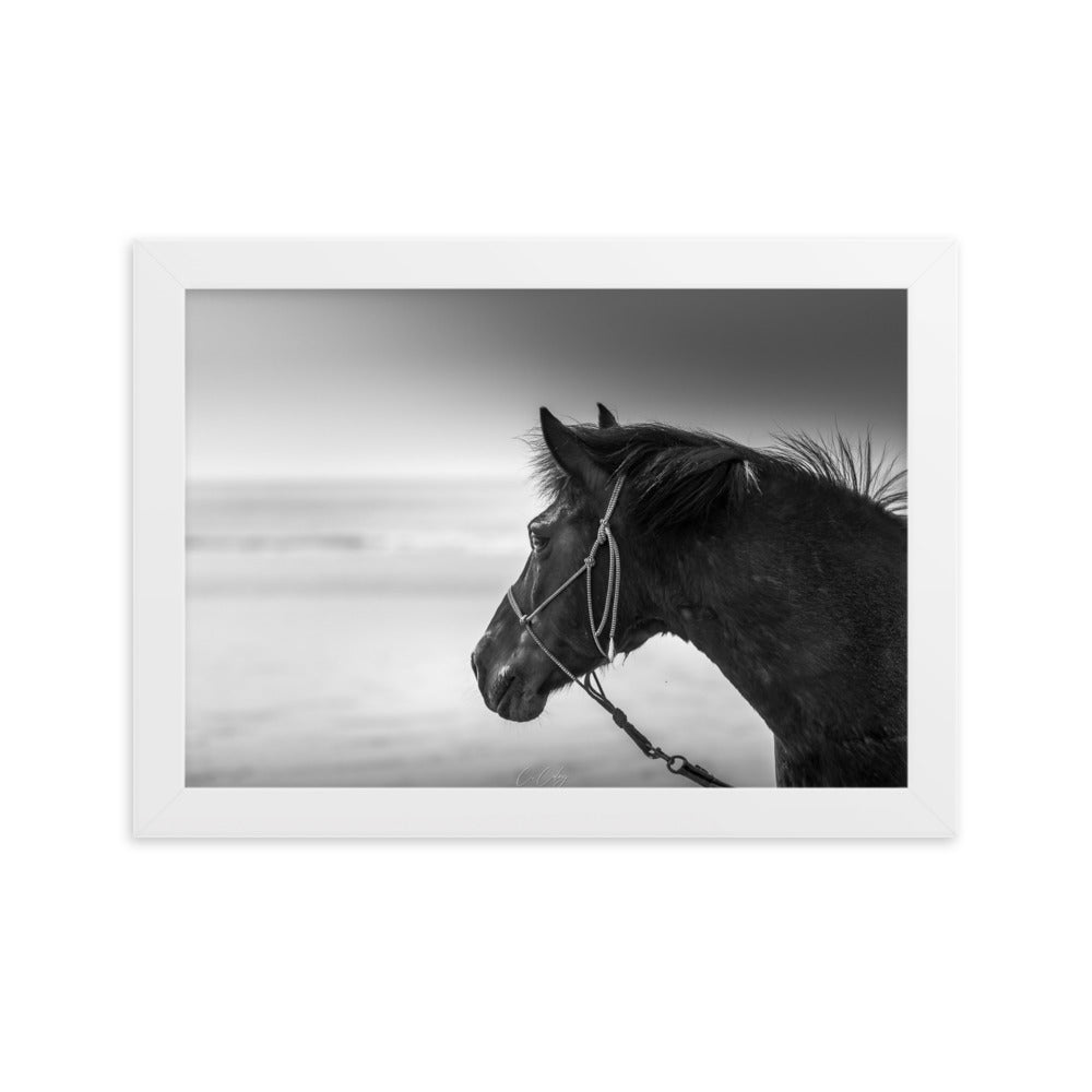 Photographie noir et blanc 'Cheval N&B' par Charles Coley, illustrant la grâce majestueuse d'un cheval en mouvement, avec une attention particulière aux détails exquis et à la pureté du moment capturé.