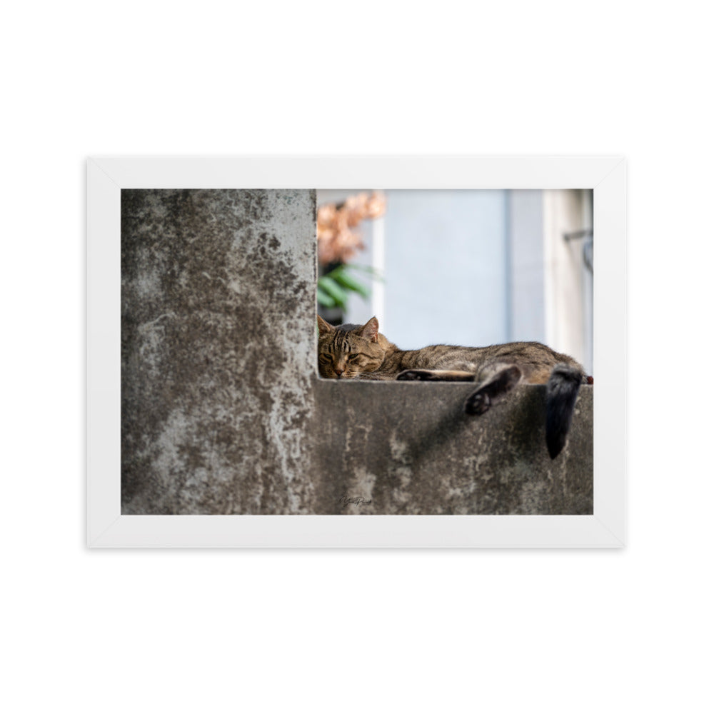 Chat paisiblement endormi sur une surface en béton, capturé dans le poster 'Sieste' par Yann Peccard.