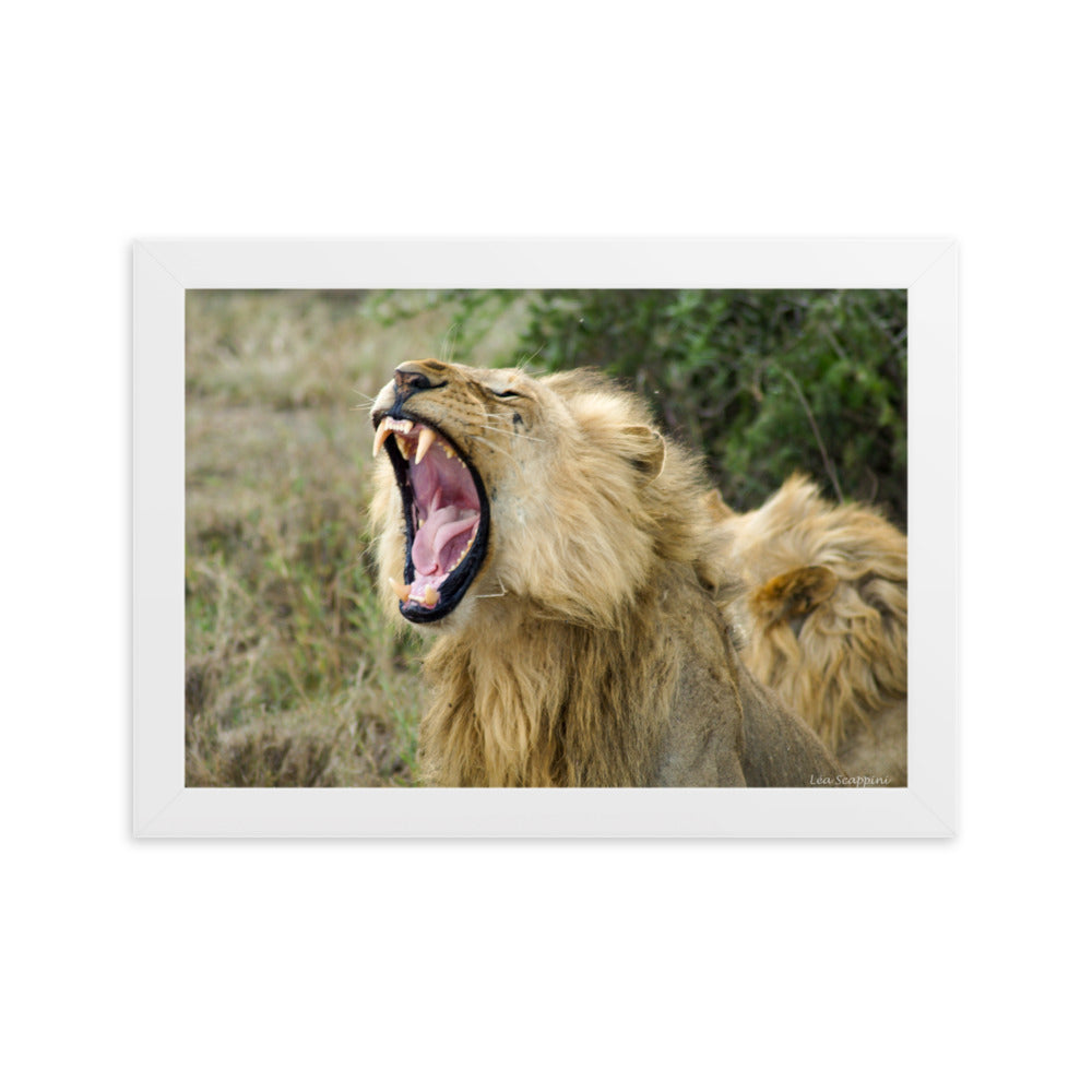 Image d'un lion impressionnant dans un moment naturel et imposant, une œuvre de Léa Scappini, parfaite pour représenter la majesté et la splendeur de la faune africaine.