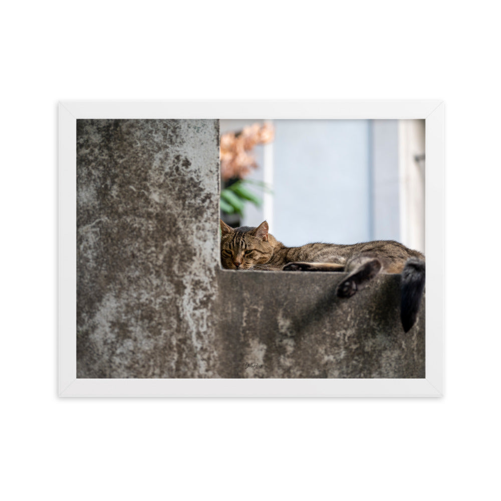 Chat paisiblement endormi sur une surface en béton, capturé dans le poster 'Sieste' par Yann Peccard.