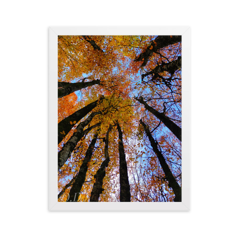 Photographie 'Automne' de La plantoune, illustrant la canopée forestière en automne avec des couleurs vibrantes, encadrée pour une élégance naturelle.