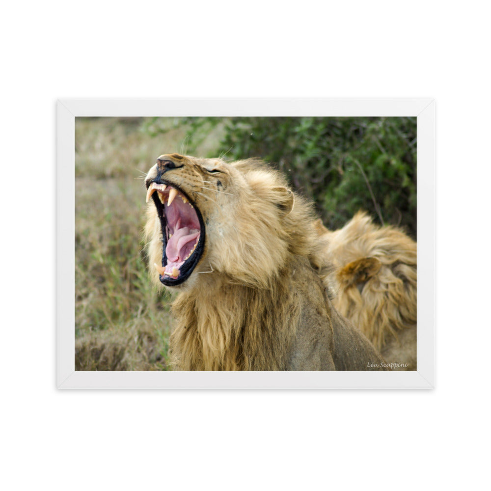 Image d'un lion impressionnant dans un moment naturel et imposant, une œuvre de Léa Scappini, parfaite pour représenter la majesté et la splendeur de la faune africaine.