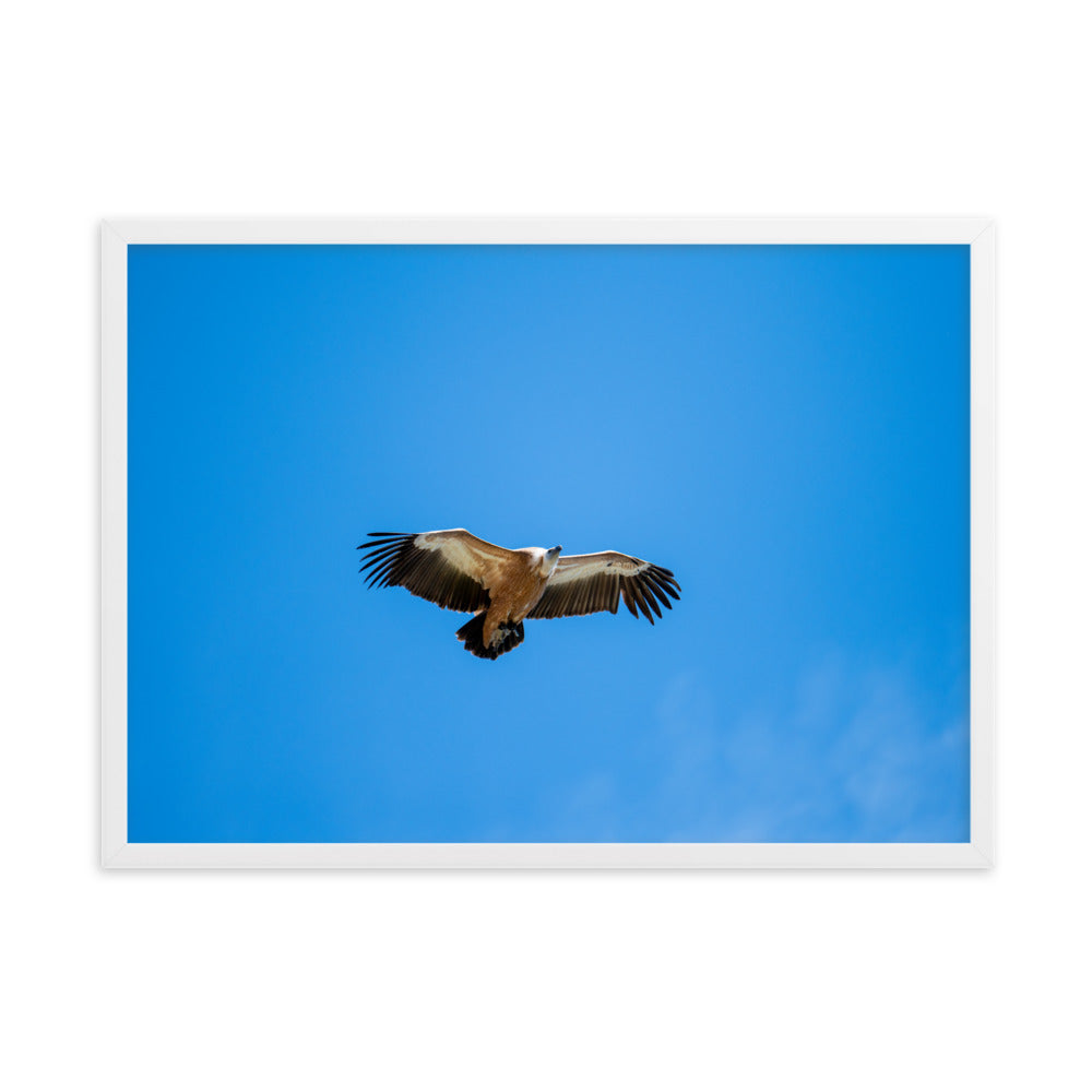 Poster de photographie animalière d'un vautour fauve en plein vol, les ailes écartées, sous un ciel bleu dégagé.