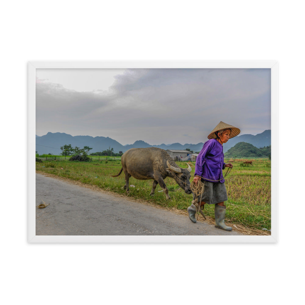 Poster 'Vietnam's Farmer' montrant une scène apaisante d'une fermière vietnamienne et son buffle, capturée par Victor Marre, transportant la sérénité et la simplicité de la vie rurale vietnamienne dans votre espace.