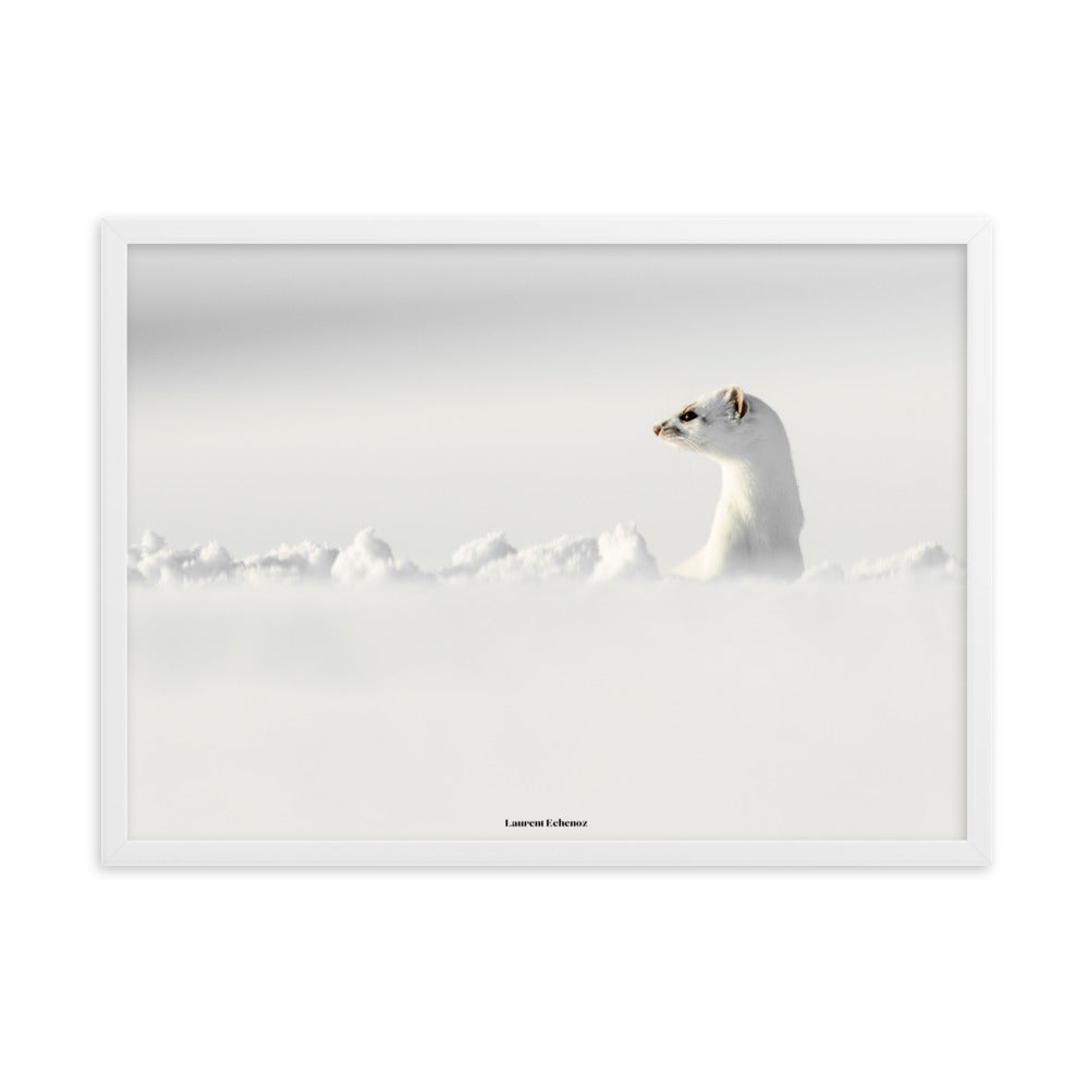 Photographie 'Seul un regard' de Laurent Echenoz, illustrant une hermine dans un paysage enneigé, encadrée en aulne ou chêne pour une élégance naturelle.