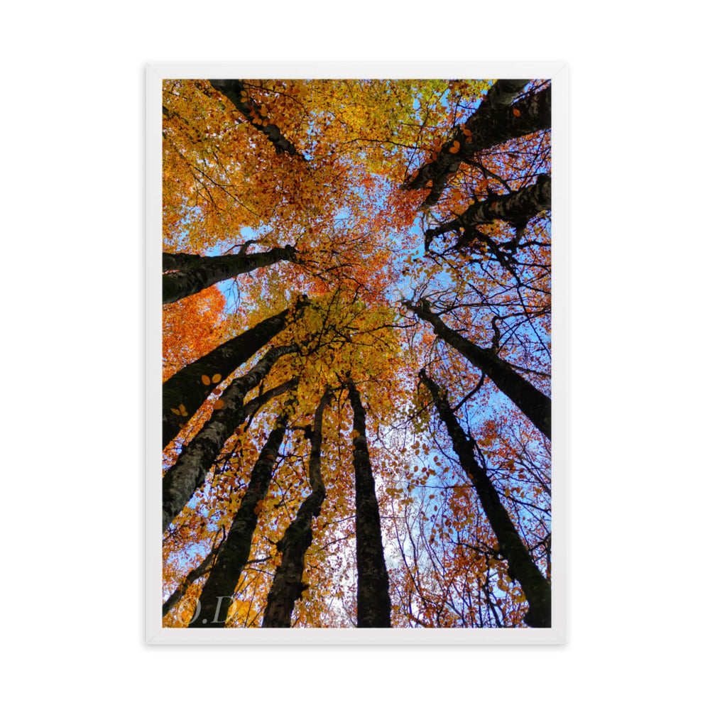 Photographie 'Automne' de La plantoune, illustrant la canopée forestière en automne avec des couleurs vibrantes, encadrée pour une élégance naturelle.