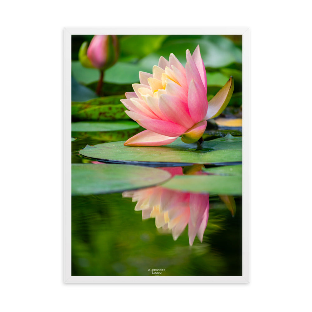 nénuphar dans les Jardins d'eau de Carsac