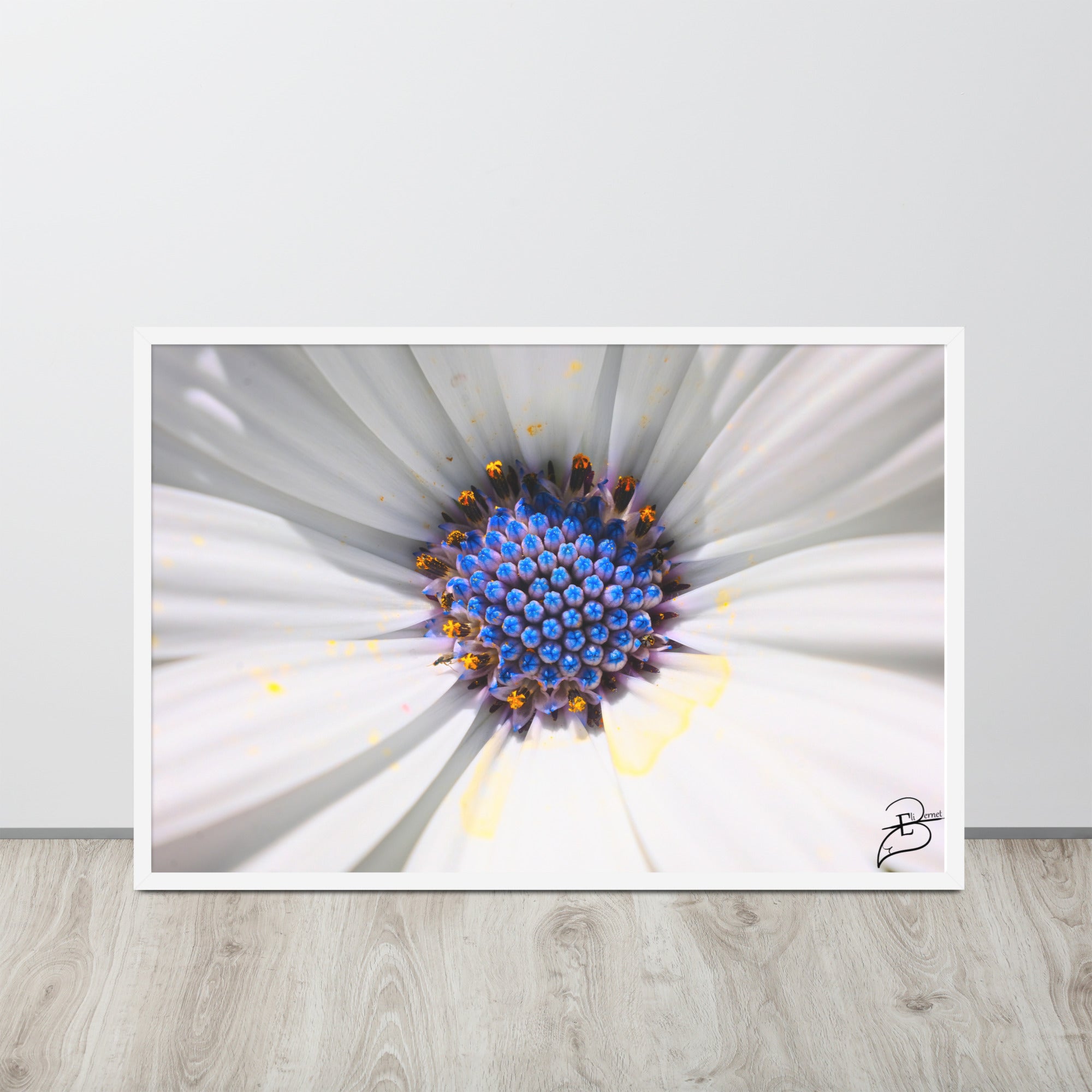 Poster macrophotographique 'Les Jupons de Marguerite' par Eli Bernet, révélant une immersion détaillée au cœur d'une marguerite, comme une abeille sur le point de butiner, encadrée élégamment pour un impact visuel naturel dans votre espace.